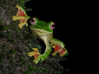 Naklejka premium Malabar Gliding Frog (Rhacophorus malabaricus) on Mossy Tree Trunk – Vibrant Amphibian in Night Habitat
