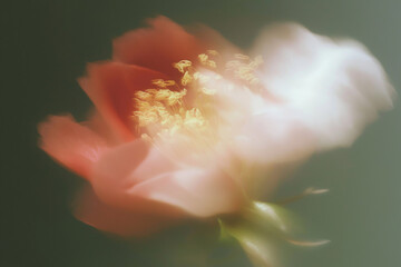 花, 背景素材, 抽象, ニュアンス, シック, テクスチャ, 植物, ボタニカル, 背景, 幻想的, エレガント, コピースペース, アンティーク, 綺麗, 柔らかい, 光, シャドウ, 質感, くすみカラー, モダン, デザイン素材, ラグジュアリー, 芸術的, 壁紙, インテリア, ブランディング, 広告素材, ミニマリズム, 洗練, 繊細, 儚い, 癒し, ウェディング, ライフスタイル,