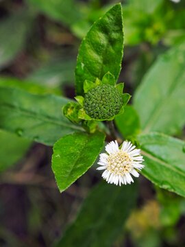 Macro shot of Eclipta prostrata flower, False Daisy blooming in the wild.
