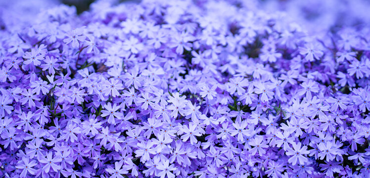 Spring flower carpet covers the garden ground. Spring blooming phlox creates a vibrant scene. Spring creeping phlox spreads across the landscape. Spring garden flowers glow in gentle light.
