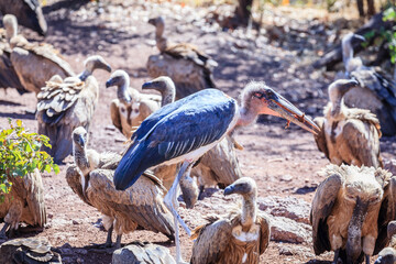 Marabou Stork and vultures