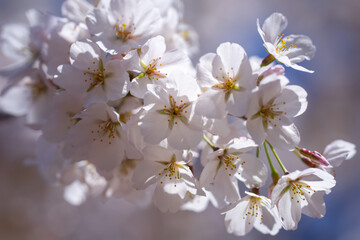 Fototapeta premium White cherry tree flower in spring. Blossoming tree brunch with white flowers on blue background. Spring flowers, blossom, white apple tree flowers. Blossoming tree brunch with white flowers on bokeh.
