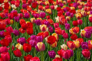 Obraz premium Multicolored tulips in outdoor spring garden. Bright tulips in floral wallpaper background. Natural tulip landscape with spring colors. Floral background with multicolored tulips.
