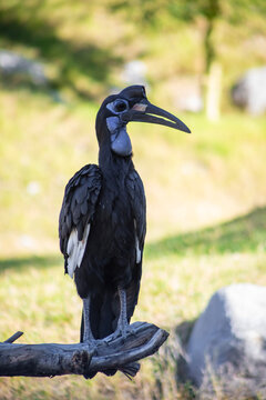 Abyssinian ground hornbill perched on branch, portrait