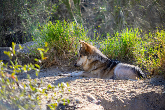 wolf sitting in the dirt near grass