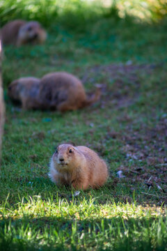 prairie dogs in the grass, vertical