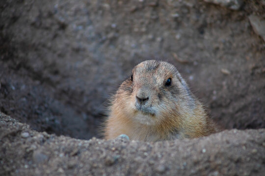 close up of prairie dog in a hole