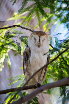 barn owl sitting on branch in tree, vertical