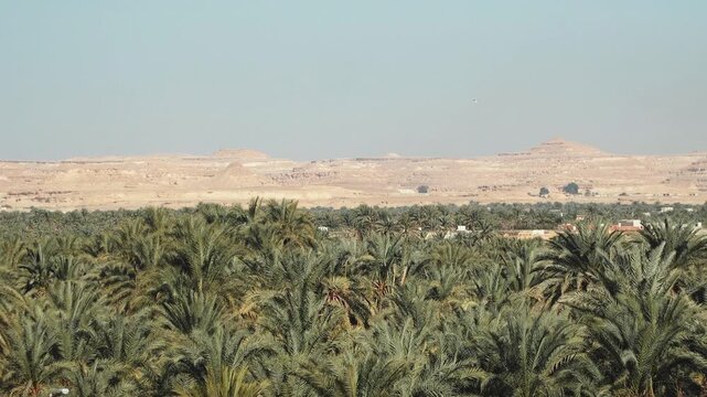 A lush summer landscape view of a green dates and wheat field in the morning under a bright sky with distant mountains and a dates garden on siwa oasis egypt