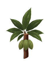 Floating Cocoa Pods & Branch, isolated on a transparent background