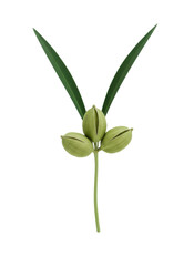 Floating Cardamom Pods & Leaves, isolated on a transparent background
