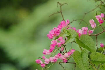 Naklejka premium Detailed shot of delicate pink blossoms on a vine. Suited for skincare branding, florist social media, and biophilic design projects emphasizing softness and nature.