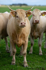 Cow standing in a green pasture. Cow in the grassland. Livestock grazing in the countryside. Farm life with cattle and calves. Cow in a rural landscape. Ranch with grazing bovine. Dairy cow.