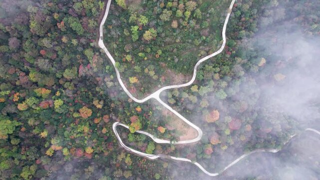 Drone view of colorful autumn forest under white clouds over mountain, high angle view of road along mountain range, 4k real time footage aerial view b roll shot.