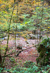 Autumn walks along the streambed, fallen and yellowed foliage emphasizes the color of the season.