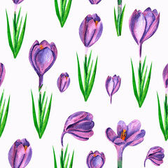 Fototapeta premium Seamless pattern with purple crocuses on white background, watercolor floral design suitable for wallpaper, cards or fabric.