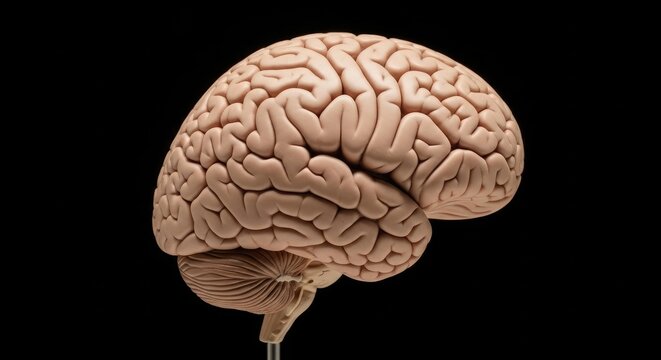 Human Brain Anatomy - A Detailed Medical Illustration.