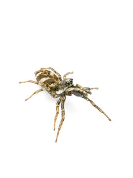 Zebra jumping spider Salticus scenicus isolated on white background macro wildlife