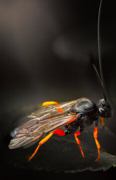 Black wasp Pimpla macro in dramatic dark light wildlife portrait