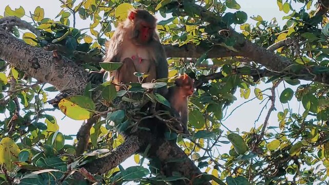 Mother And Infant Rhesus Macaques Perched In Tree Margalla Hills