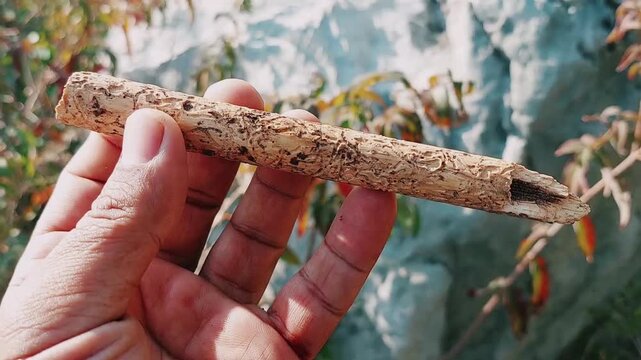 Insect Carved Patterns On Weathered Wooden Stick Forest Detail