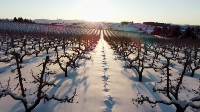 Drone perspective of an orchard covered in snow, showcasing winter landscape during sunset, casting long shadows