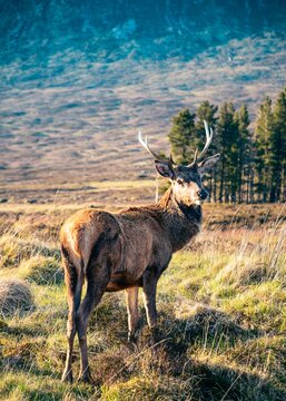 Beautiful deer in the wild of Scottland