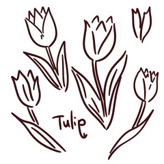 Obraz premium シンプルなチューリップの手描きイラストセット(モノクロ)