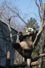 Playful Male Panda, Meng Lan, Action on the Tree , Beijing, China © foreverhappy