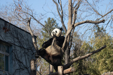 Obraz premium Playful Male Panda, Meng Lan, Action on the Tree , Beijing, China
