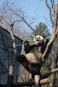 Playful Male Panda, Meng Lan, Action on the Tree , Beijing, China