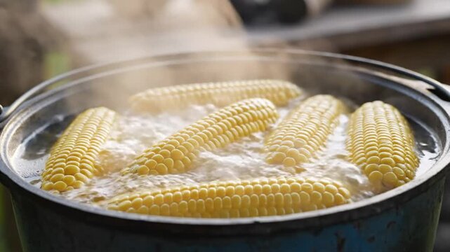 Boiling corn on the cob in a large pot with steam rising from the hot water, outdoors, close up.