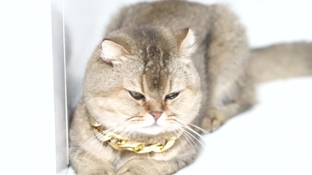British shorthair cat with golden fur and gold chain, luxury pet relaxed and pampered, stylish domestic feline with green eyes, fluffy short hair, adorable chubby playful animal on white background