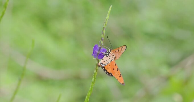 Tawny Coster butterfly clings to a wind-tossed flower while feeding; dramatic nature macro.