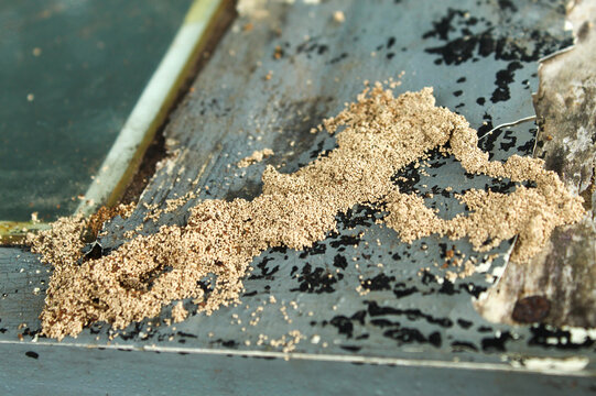 Piles of drywood termite droppings or frass on painted wood surfaces. Signs of termite infestation on residential property.