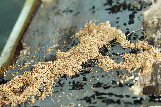 Piles of drywood termite droppings or frass on painted wood surfaces. Signs of termite infestation on residential property.