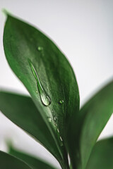 Green plant leaf capturing droplets of water, symbolizing spring, nature's renewal, eco friendliness, purity, and environmental care with organic beauty