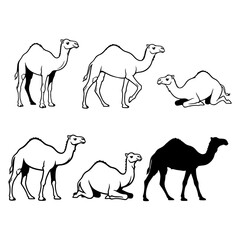 camels silhouettes vector