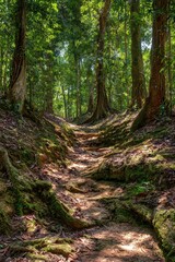 Obraz premium Sun Dappled Forest Trail with Lush Green Canopy and Natural Light Casting Shadows on a Winding Path Through Dense Woodland