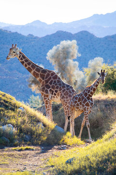 Two giraffes standing next to each other in the wild, vertical