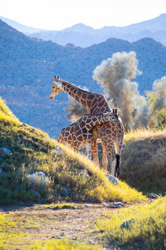 two giraffes touching in the wild, vertical