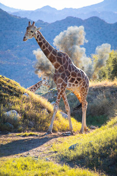 giraffe walking on path in the wild, vertical