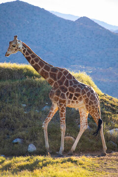 giraffe walking in the wild, vertical