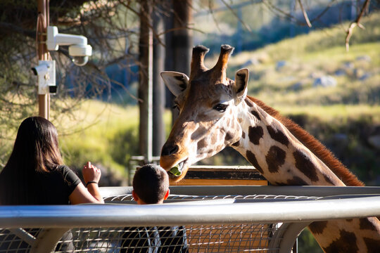 mother and son feeding giraffe at zoo
