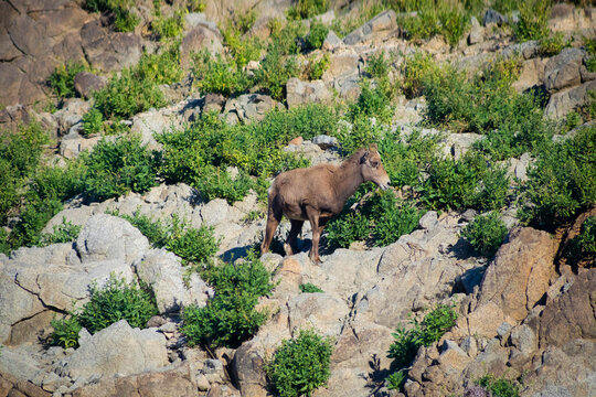 bighorn mountain sheep in rocky hillside surrounded by shrubs