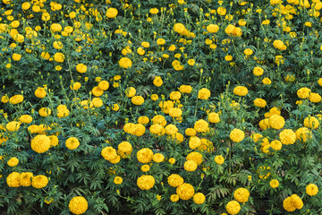 Stunning field of vibrant yellow marigolds blooming in organized rows at commercial floral farm. Scenic view of marigold plantation. Beautiful rows of yellow marigold flowers in rural garden field.