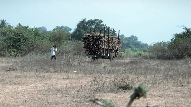 During the crushing season in India's sugar belt, a migrant laborer walks, talking on a phone call, beside a trailer overloaded with harvested sugarcane as it is dispatched to a nearby factory.