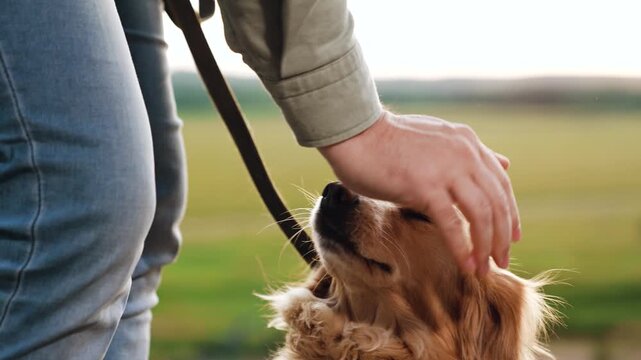 Careful owner strokes head and neck of cocker spaniel dog in green field man owner tames funny cocker spaniel dog in park meadow man strokes dog in country field walking on weekend closeup