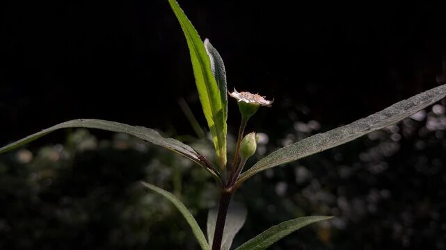 Cyanthillium cinereum