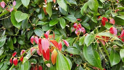 Fresh green leaves with red young foliage